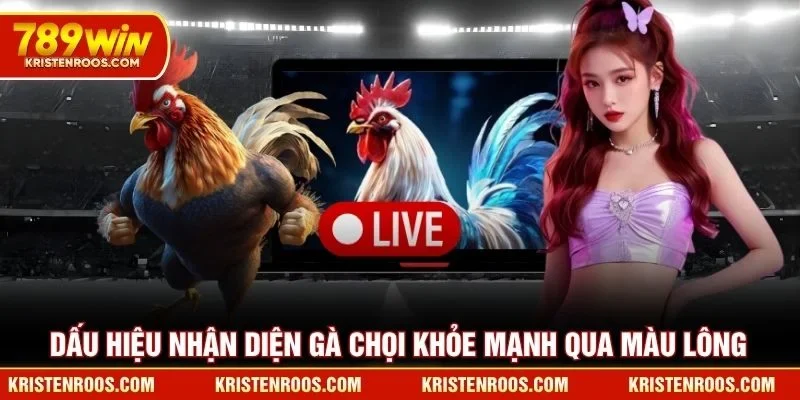 Dấu hiệu nhận diện gà chọi khỏe mạnh qua màu lông